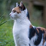 cat-a1