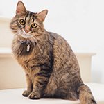 cat-a3