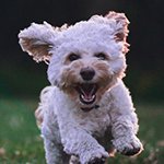 dog-a2